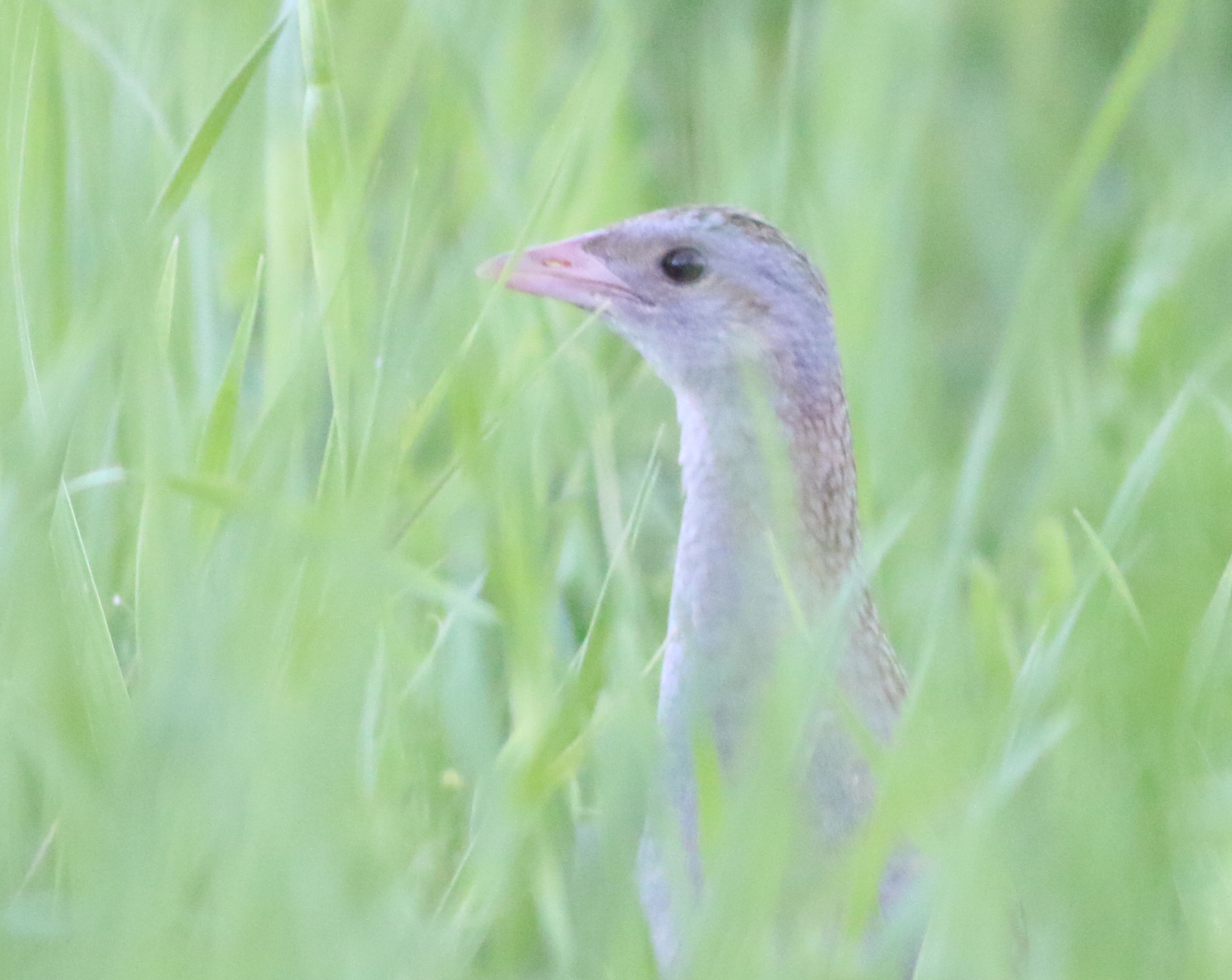 Corn Crake
